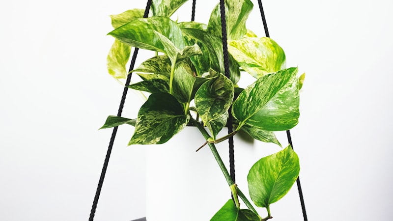 英超联赛直播画面 - 球员主罚任意球瞬间